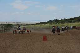 Steer penning at Gymkhana